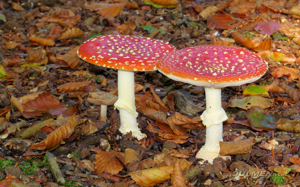 Fly Agaric (Amanita muscaria)